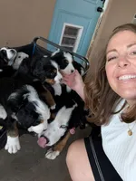 Full size Ultra Bernedoodle , a female Bernedoodle for sale in Queen Creek, AZ – 2 of 8