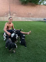 Full size Ultra Bernedoodle , a female Bernedoodle for sale in Queen Creek, AZ – 3 of 8