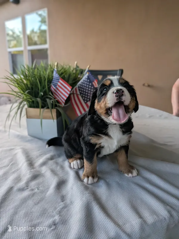 Full size Ultra Bernedoodle , a female Bernedoodle for sale in Queen Creek, AZ – 1 of 8