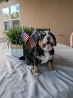Full size Ultra Bernedoodle , a female Bernedoodle for sale in Queen Creek, AZ – 1 of 8