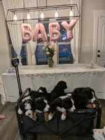 Full size Ultra Bernedoodle , a female Bernedoodle for sale in Queen Creek, AZ – 5 of 8
