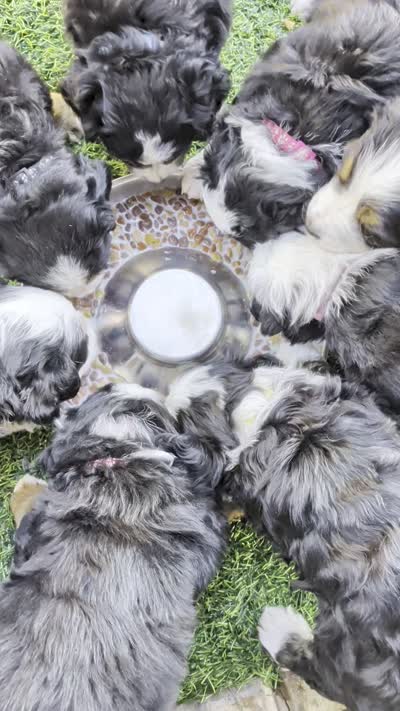 Full size Ultra Bernedoodle , a female Bernedoodle for sale in Queen Creek, AZ – 8 of 8