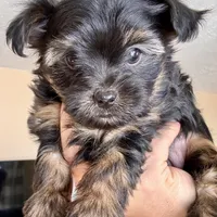 Winter (AKC), a female Yorkshire Terrier for sale in Broadway, VA – Photo 3 of 4