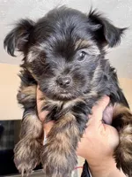 Winter (AKC), a female Yorkshire Terrier for sale in Broadway, VA – Photo 3 of 4