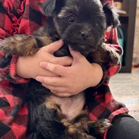 Winter (AKC), a female Yorkshire Terrier for sale in Broadway, VA – Photo 2 of 4