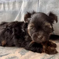 Winter (AKC), a female Yorkshire Terrier for sale in Broadway, VA – Photo 1 of 4