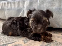 Winter (AKC), a female Yorkshire Terrier for sale in Broadway, VA – Photo 1 of 4