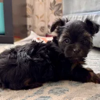 Winter (AKC), a female Yorkshire Terrier for sale in Broadway, VA – Photo 4 of 4