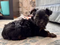 Winter (AKC), a female Yorkshire Terrier for sale in Broadway, VA – Photo 4 of 4