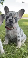 Bronc , a male French Bulldog for sale in Geneva, NY – 2 of 3