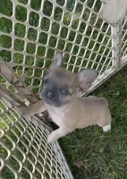 Blonde , a female French Bulldog for sale in Geneva, NY – 3 of 3