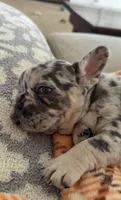 Max, a male French Bulldog for sale in Geneva, NY – 3 of 5