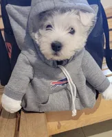 Olly, a male West Highland White Terrier for sale in Geneva, NY – 1 of 4