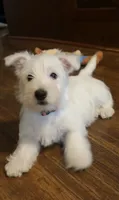 Diego, a male West Highland White Terrier for sale in Geneva, NY – 2 of 2
