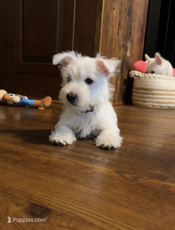 Diego – West Highland White Terrier puppy for sale in Geneva, NY