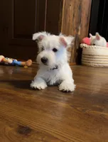 Diego, a male West Highland White Terrier for sale in Geneva, NY – 1 of 2
