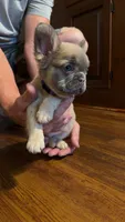 Blonde , a female French Bulldog for sale in Geneva, NY – 1 of 3