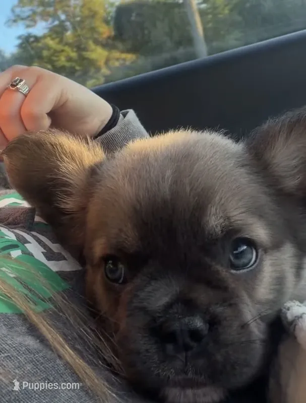 Chubb AKC Fluffy Frenchie – French Bulldog puppy for sale in Geneva, NY