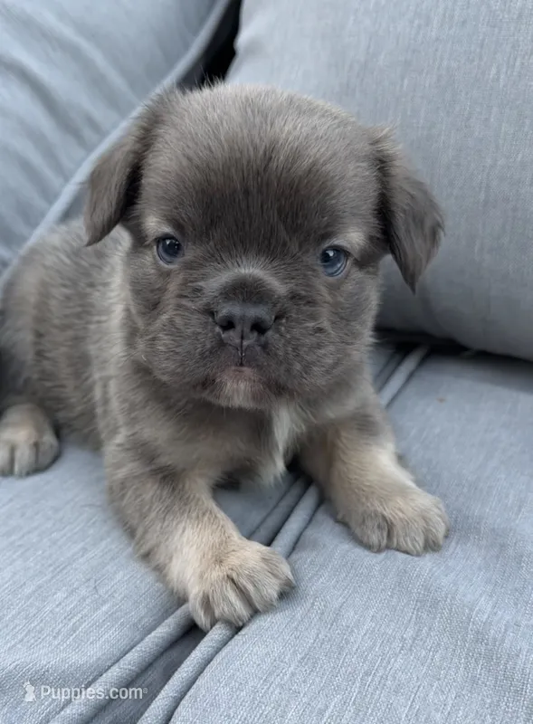 Max AKC Fluffy Frenchie – French Bulldog puppy for sale in Geneva, NY