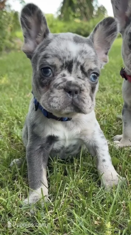 Max AKC *Reduced* – French Bulldog puppy for sale in Geneva, NY