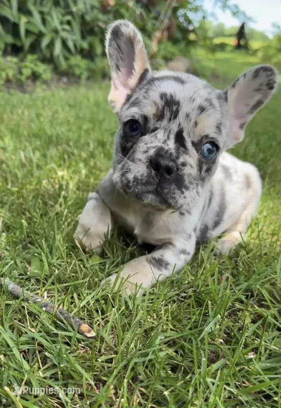 Bronc  – French Bulldog puppy for sale in Geneva, NY