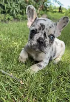 Bronc , a male French Bulldog for sale in Geneva, NY – 1 of 3