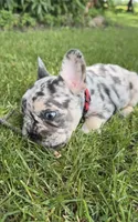 Bronc , a male French Bulldog for sale in Geneva, NY – 3 of 3