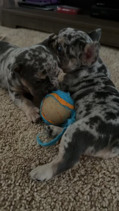 Max, a male French Bulldog for sale in Geneva, NY – 5 of 5