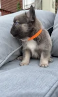 Chubb AKC Fluffy Frenchie, a male French Bulldog for sale in Geneva, NY – 2 of 4