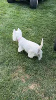 Bella, a female West Highland White Terrier for sale in Geneva, NY – 3 of 4