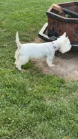 Bella, a female West Highland White Terrier for sale in Geneva, NY – 2 of 4