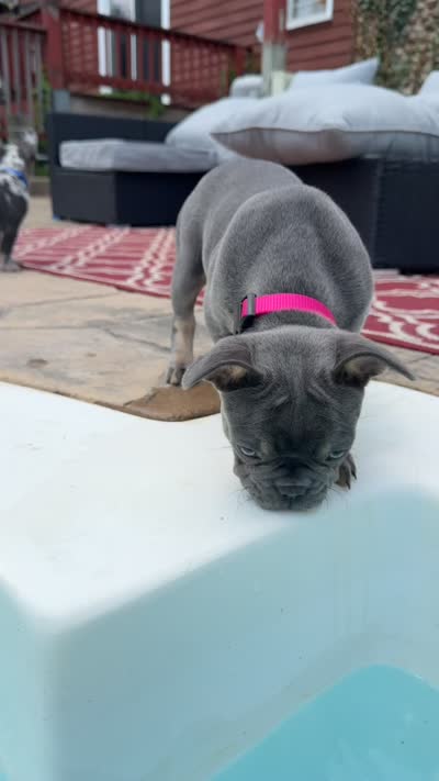 Mia AKC , a female French Bulldog for sale in Geneva, NY – 6 of 6