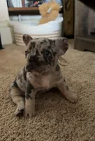 Max, a male French Bulldog for sale in Geneva, NY – 2 of 5