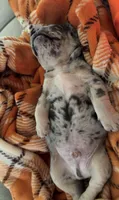 Max, a male French Bulldog for sale in Geneva, NY – 4 of 5