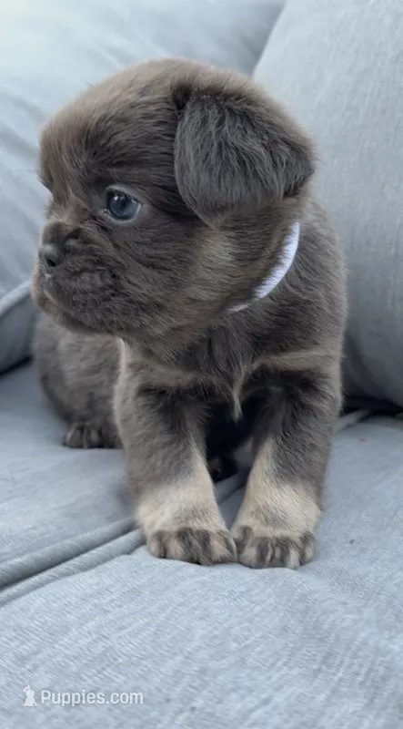 Luna – French Bulldog puppy for sale in Geneva, NY
