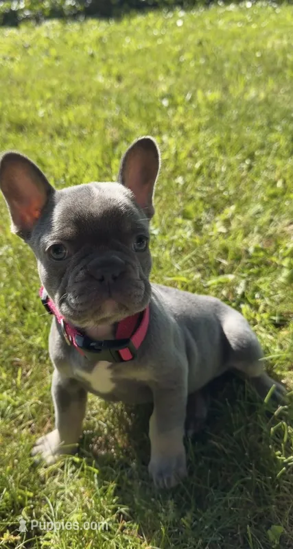 Mia – French Bulldog puppy for sale in Geneva, NY