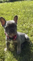 Mia, a female French Bulldog for sale in Geneva, NY – 1 of 3