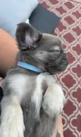 Max AKC Fluffy Frenchie, a male French Bulldog for sale in Geneva, NY – 4 of 4