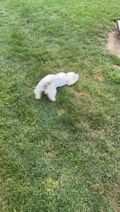 Bella, a female West Highland White Terrier for sale in Geneva, NY – 4 of 4