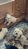 Olly, a male West Highland White Terrier for sale in Geneva, NY – 2 of 4