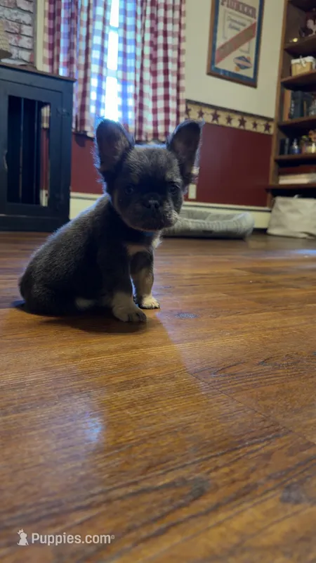 Jester – French Bulldog puppy for sale in Geneva, NY