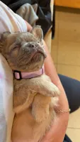 Blonde , a female French Bulldog for sale in Geneva, NY – 2 of 3