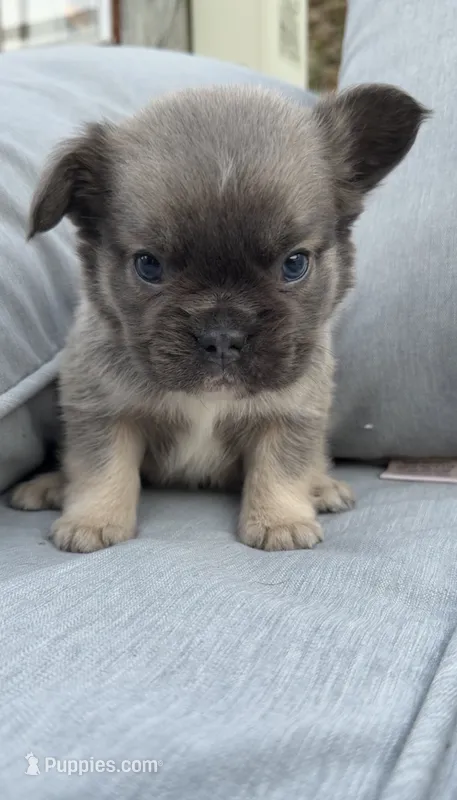 Chubb AKC Fluffy Frenchie – French Bulldog puppy for sale in Geneva, NY