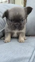 Chubb AKC Fluffy Frenchie, a male French Bulldog for sale in Geneva, NY – 1 of 4