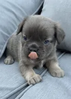 Max AKC Fluffy Frenchie, a male French Bulldog for sale in Geneva, NY – 2 of 4
