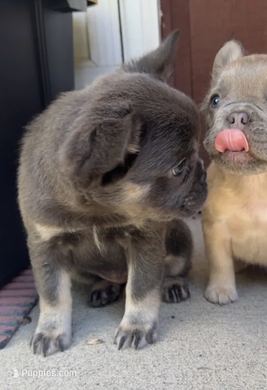 Miyah  – French Bulldog puppy for sale in Geneva, NY
