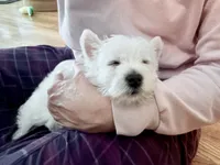 Olly, a male West Highland White Terrier for sale in Geneva, NY – 3 of 4