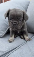 Luna, a female French Bulldog for sale in Geneva, NY – 2 of 3