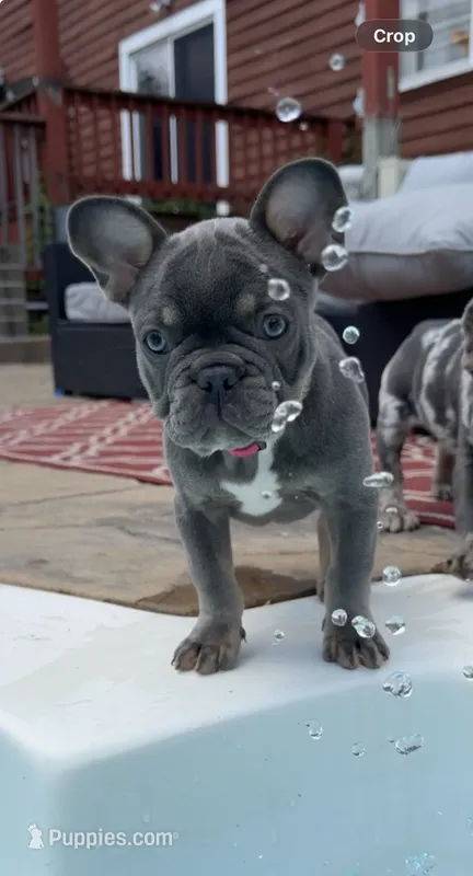 Mia AKC  – French Bulldog puppy for sale in Geneva, NY