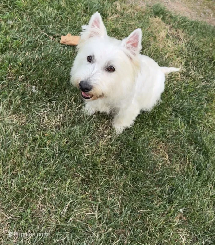 Bella – West Highland White Terrier puppy for sale in Geneva, NY